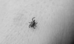 Medible review can marijuana help with the symptoms of lyme disease