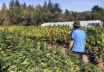 Medible review alliance of california marijuana growers file lawsuit to block vast cultivation operations