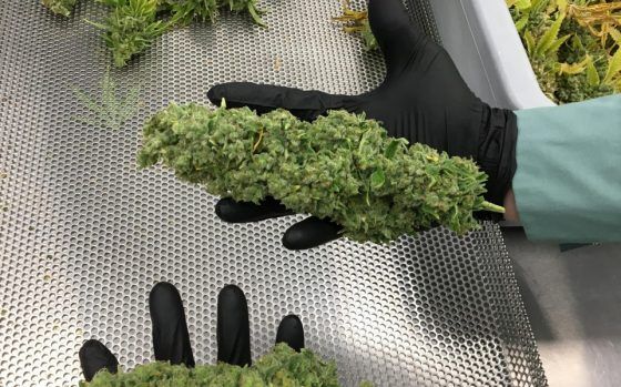 “Colas the size of my forearm’: Organigram’s indoor cannabis grow-house yielding impressive plants