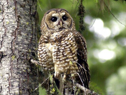 Northern spotted owls may be at risk from cannabis farms