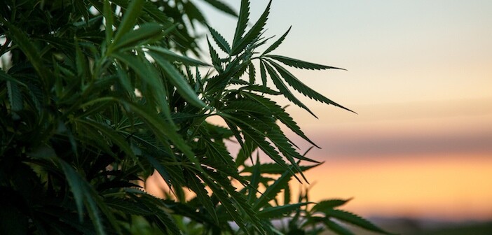 Delaware Marijuana Legalization Panel Issues Draft Report