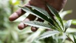 Medible review marijuana exposure associated with improved immunity in hiv patients