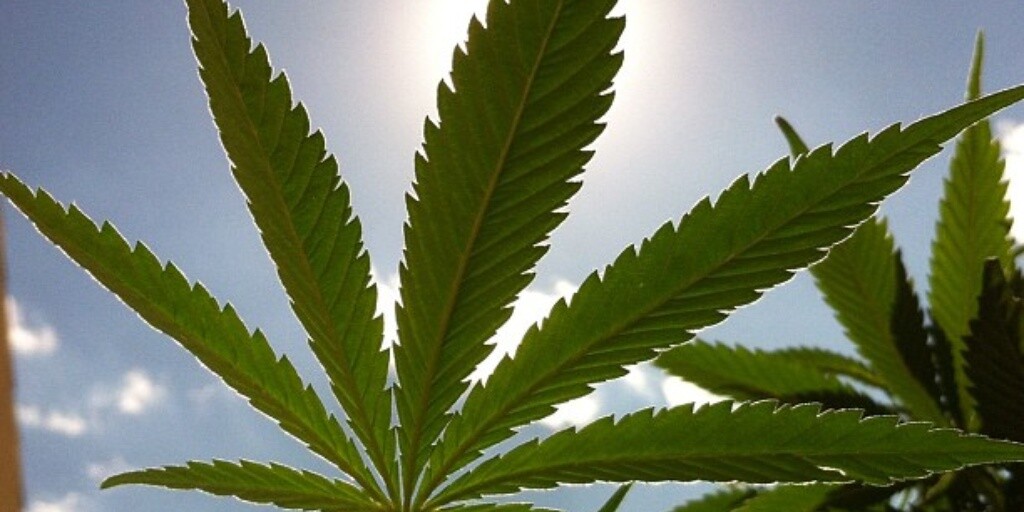 Medible review new jersey officials discuss marijuana legalization