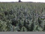 Medible review trump administration cautions against hemp expansion