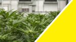 Medible review 5 facilities pay fees to grow medical marijuana in arkansas