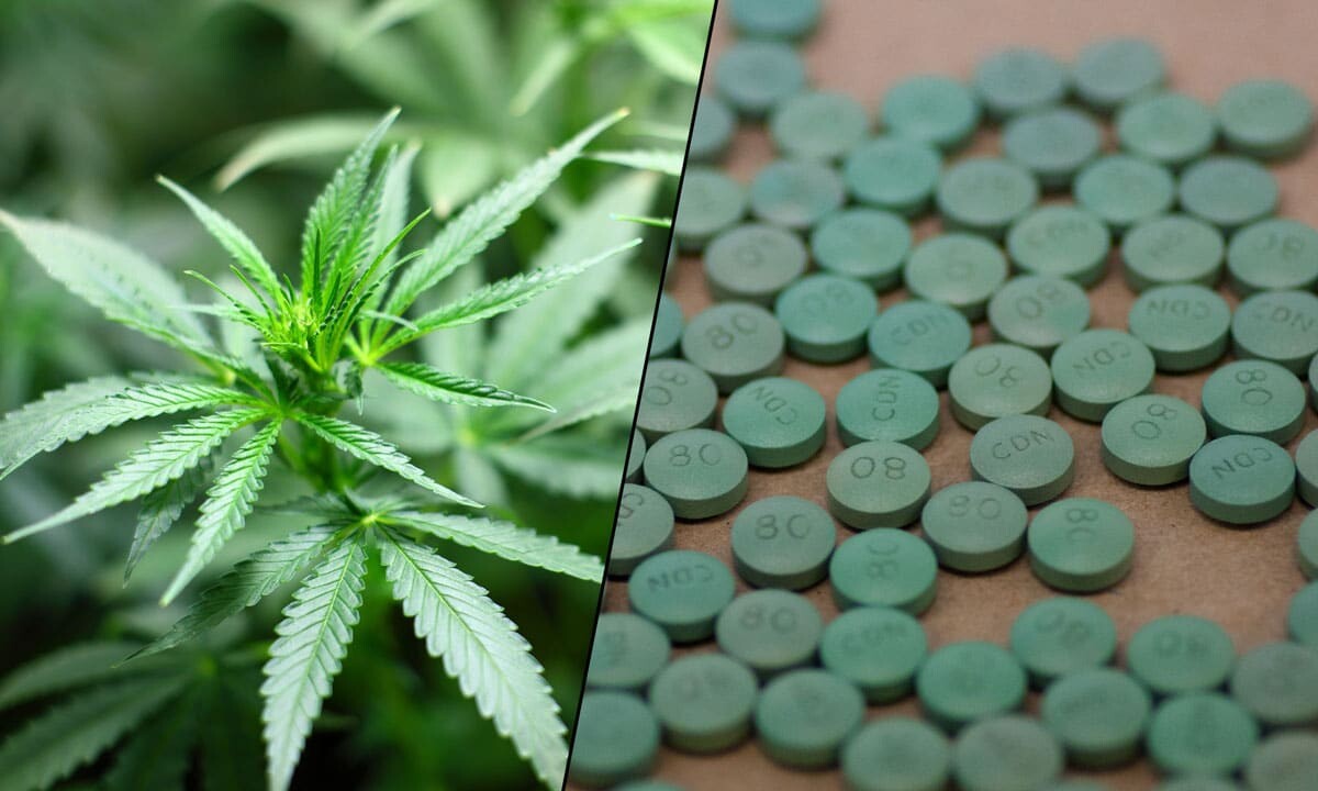 Medible review as opioid crisis worsens its time to consider cannabis as a treatment