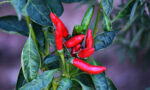 Medible review hot peppers could be treatment for this cannabis induced syndrome