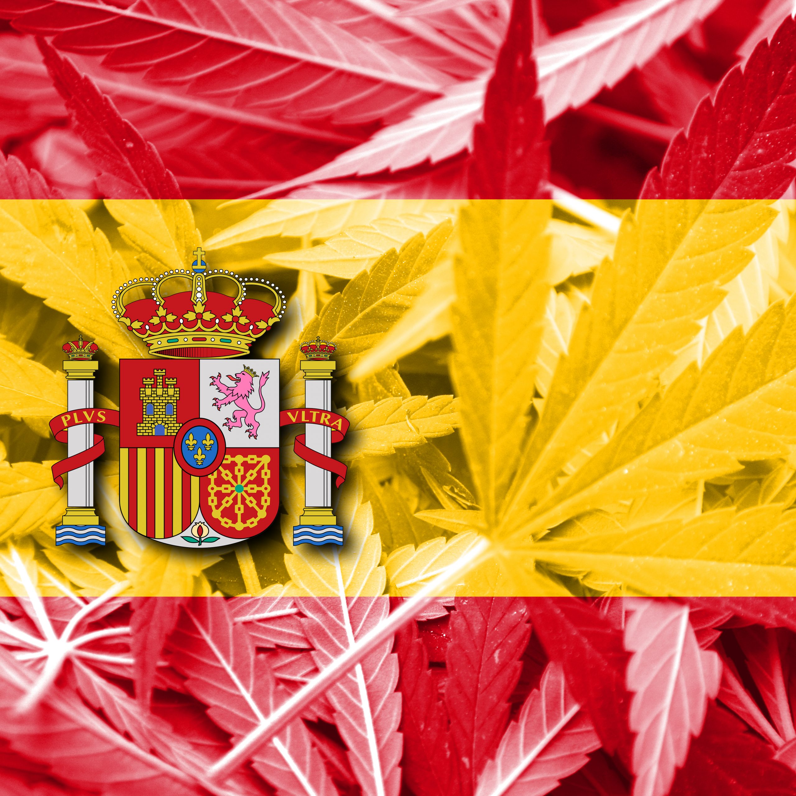 Medible review international cannabis spotlight spain scaled