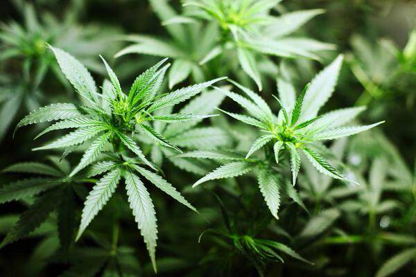 Medible review marylands plan to diversify its medical marijuana market could backfire