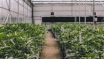 Medible review michigan poll shows 61 percent want marijuana legalization