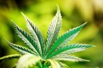 Medible review review adjunctive use of cannabinoids efficacious in patients with treatment resistant epilepsy