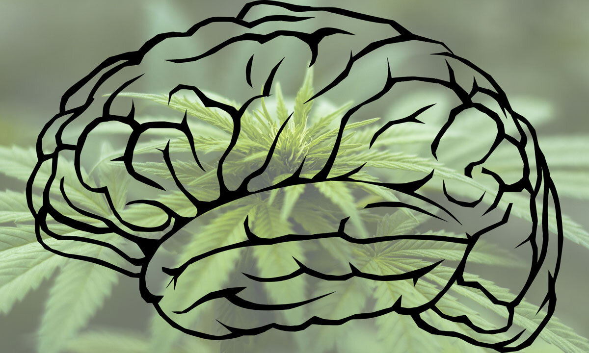 Medible review study can marijuana help regrow human brain cells