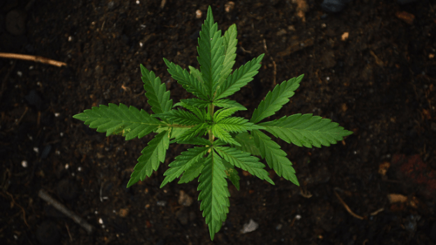 Medible review can a spritz of dna solve colorados weed problem