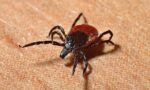 Medible review how cannabis can relieve symptoms of lyme disease
