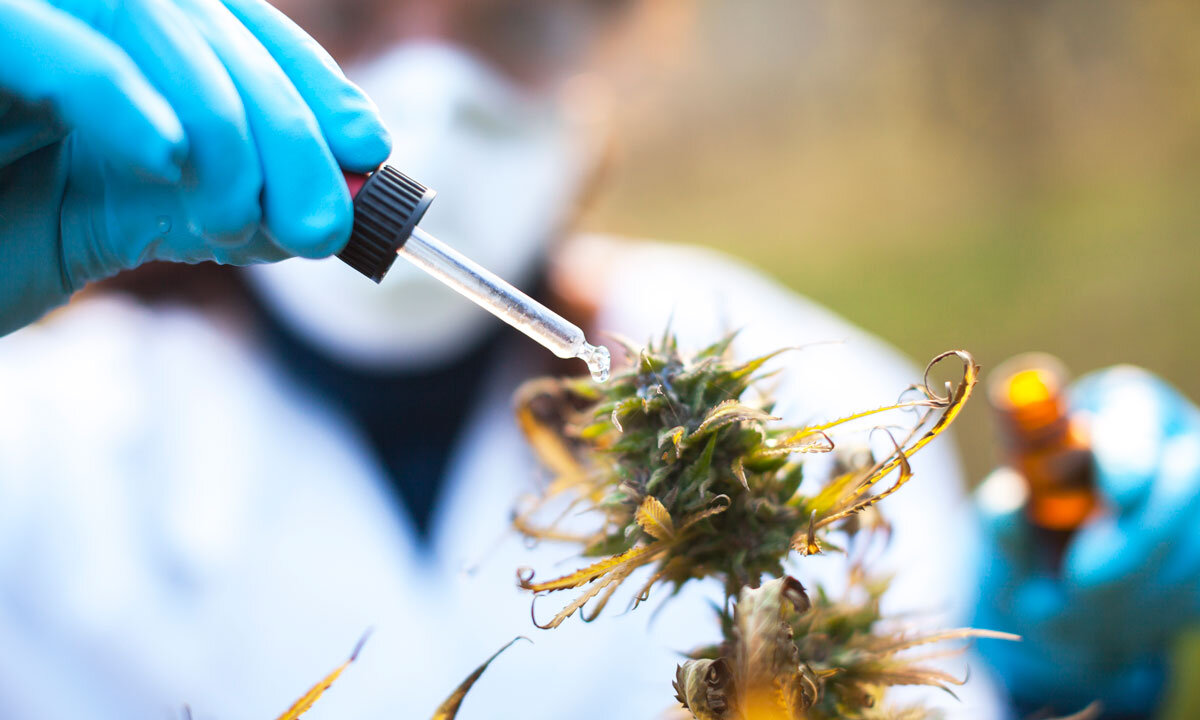Medible review marijuana researchers find breakthrough treatment for diabetes high cholesterol