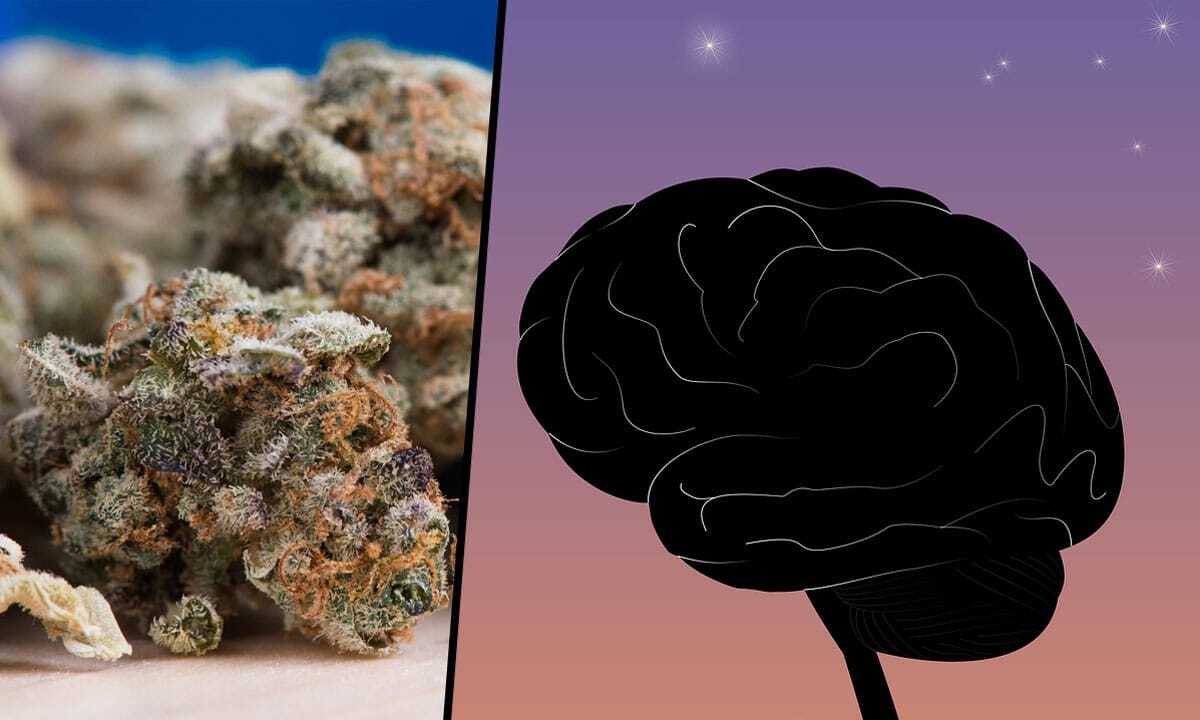 Medible review marijuana makes your brain more plasticy and thats a good thing