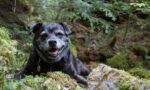 Medible review how this senior dog was saved with medical marijuana
