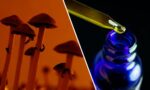 Medible review both cbd and psilocybin show potential in fighting alcohol use disorder