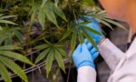 Medible review the link between cannabis and autoimmune diseases