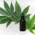 Medible review cannabis leaves 2