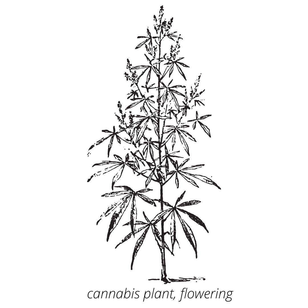 Medible review cannabis plabt flowering