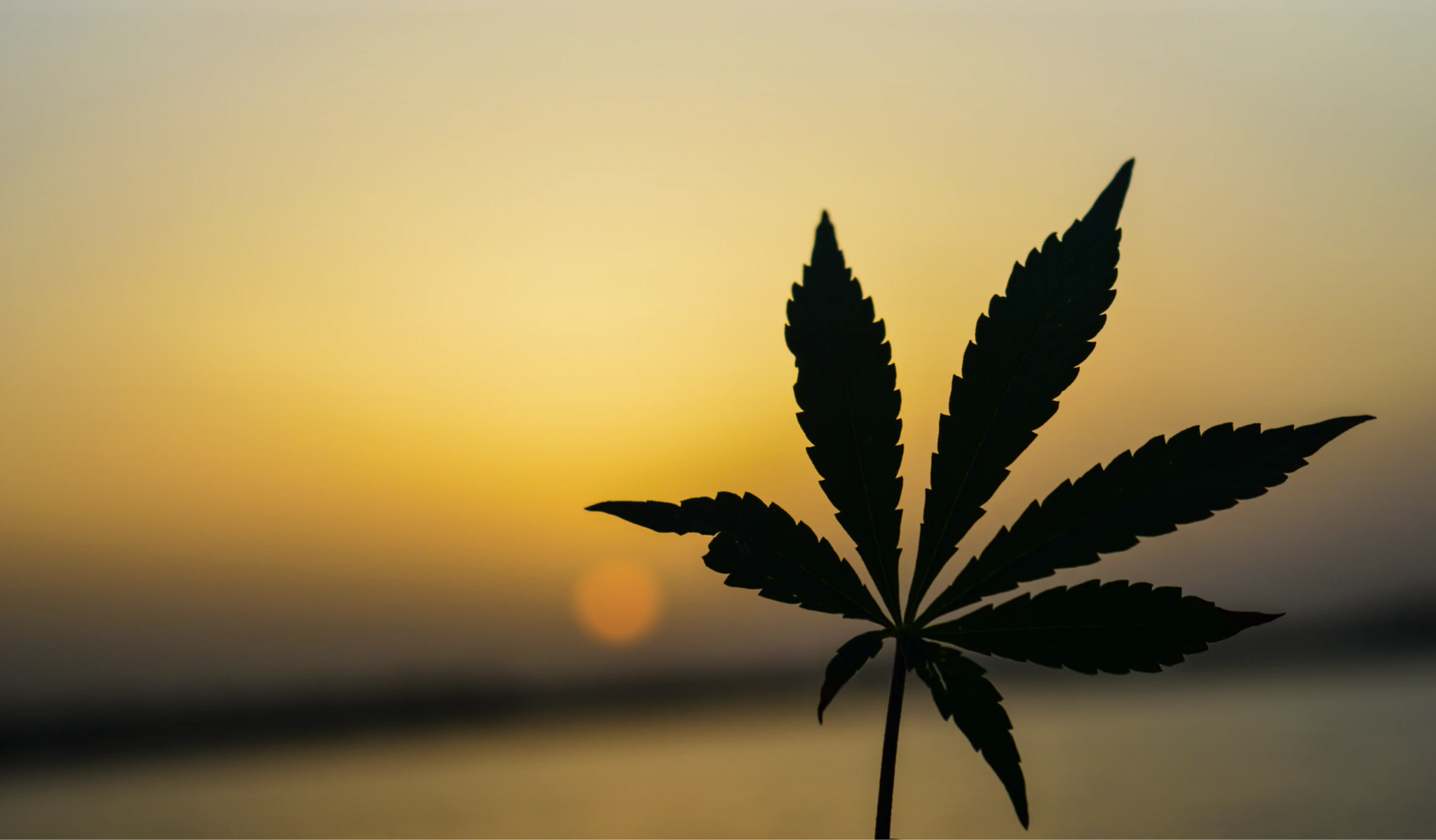marijuana-leaf-silhouette