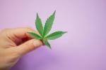 6-Important-Things-You-Should-Know-About-Growing-CBD