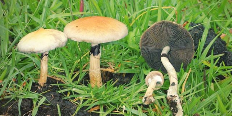Medible review How Did Psilocybe cubensis Gain Popularity