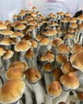 Medible review tidalwave mushrooms