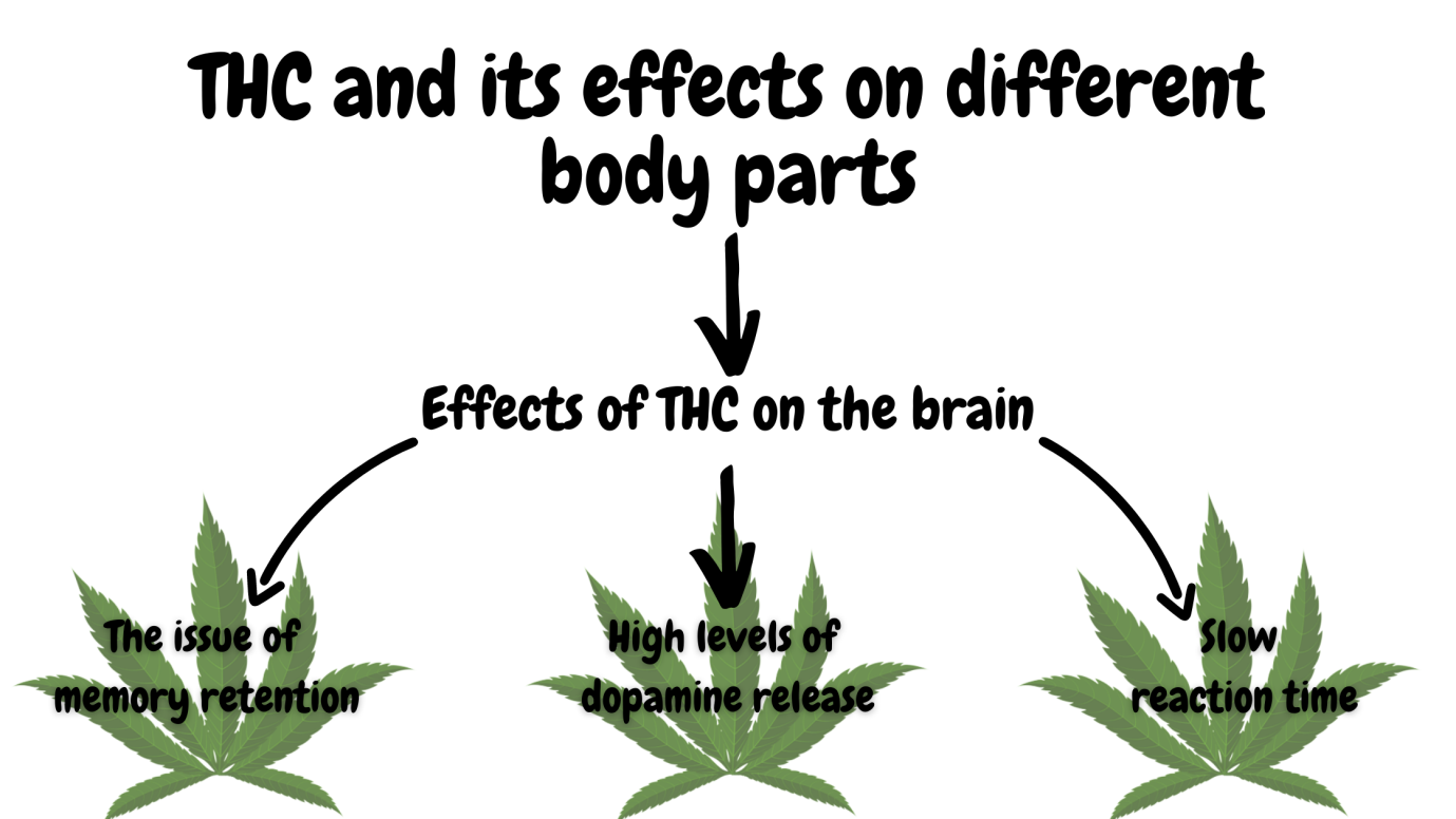 Medible review THC Effects on the body