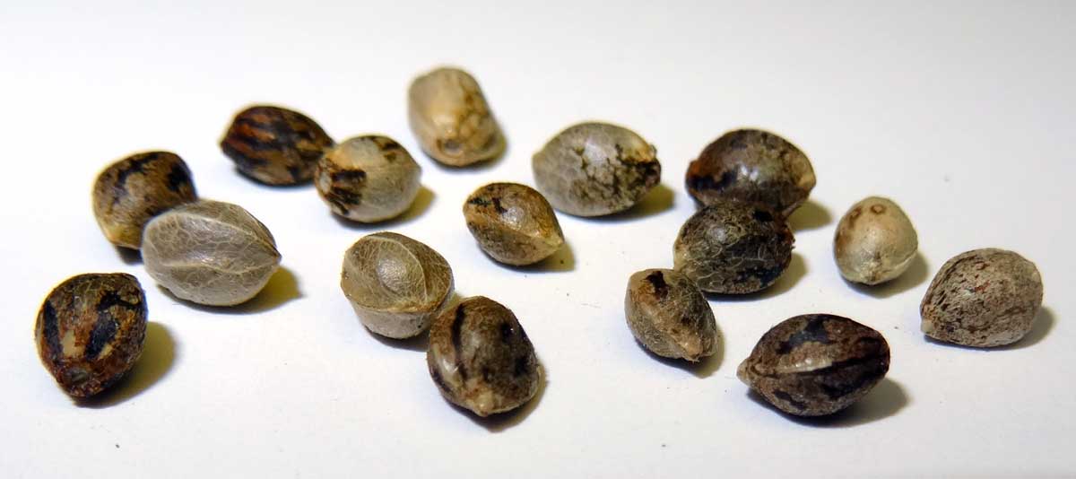 Medible review feminized cannabis seeds
