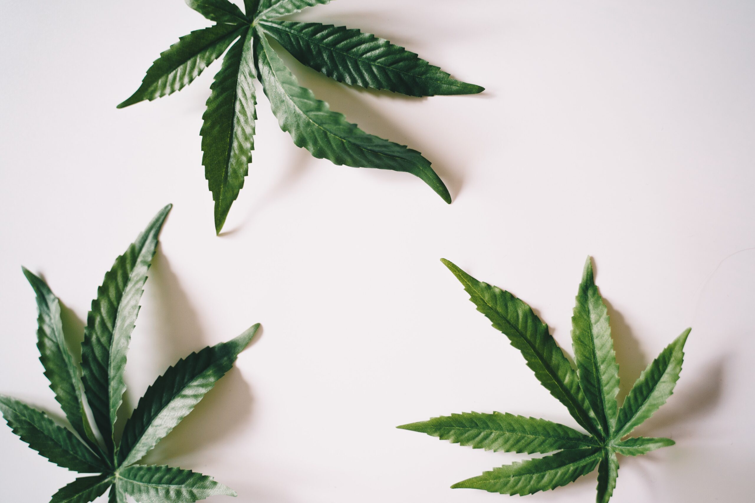 Analyzing the Difference Between CBD Oil and Hemp Seed Oil: