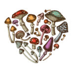 Medible review shrooms online heart image